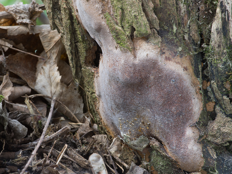 Phellinus pseudopunctatus